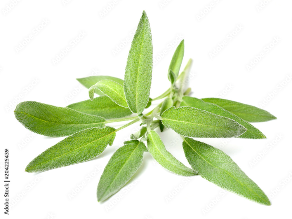 fresh herb, fresh sage isolated on white fresh herb, fresh sage isolated on white