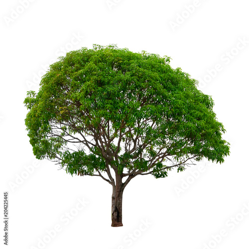 Mango tree and green leaves isolated on white background.