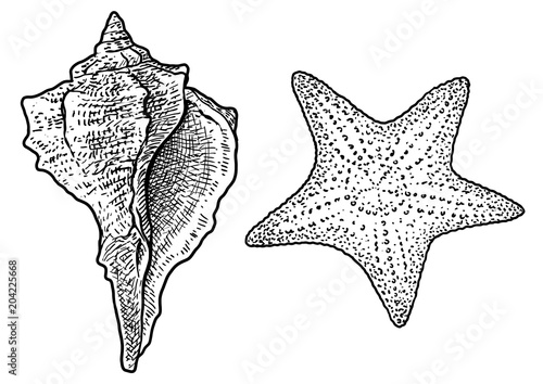 Seashell and starfish illustration, drawing, engraving, ink, line art, vector