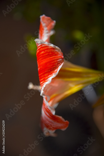 Flor amarillis Hipeastrum vittatum,  Con la llegada de la primavera y del buen tiempo la primavera florece en todo su esplendor photo