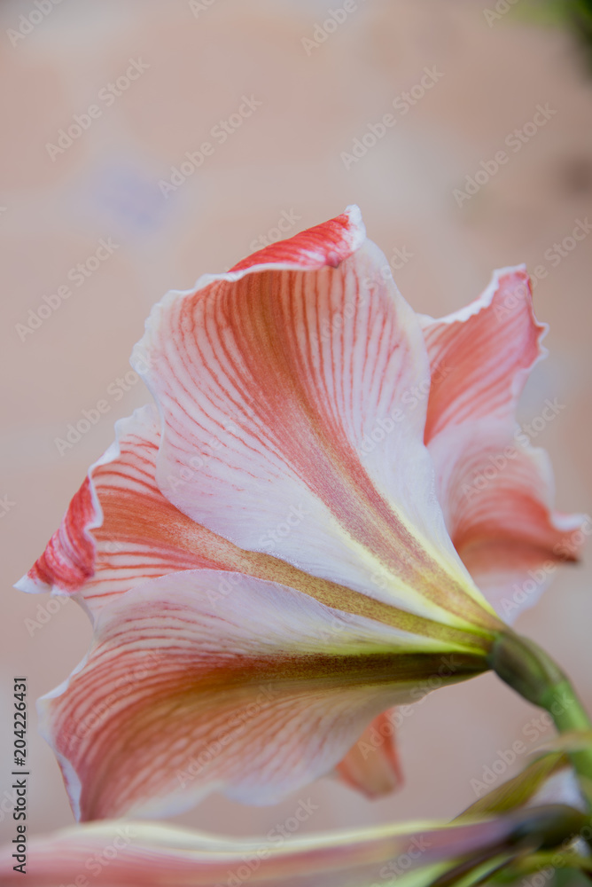Fototapeta Kwiat amarylis Hipeastrum vittatum, Wraz z nadejściem wiosny i dobrej pogody wiosna kwitnie w całej okazałości