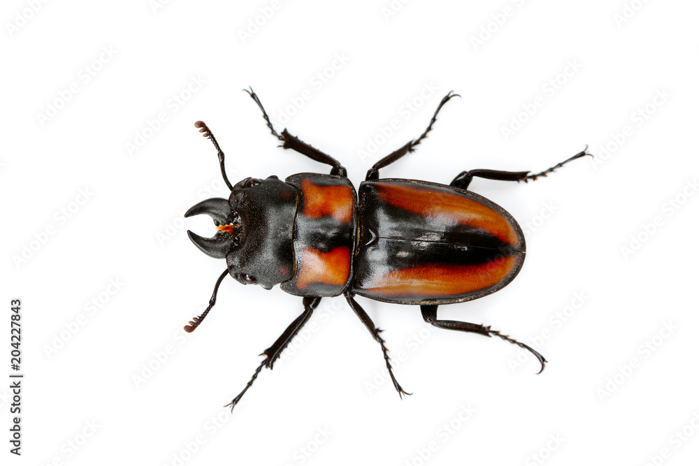 Prosopocoilus inquinatus ssp. nigritus on white background. Taken from Thailand, Southeast Asia.