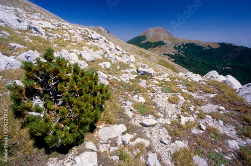 pino loricato pinus leucodermis alberi rari serra dolcedorme parco nazionale pollino basilicata calabria photo
