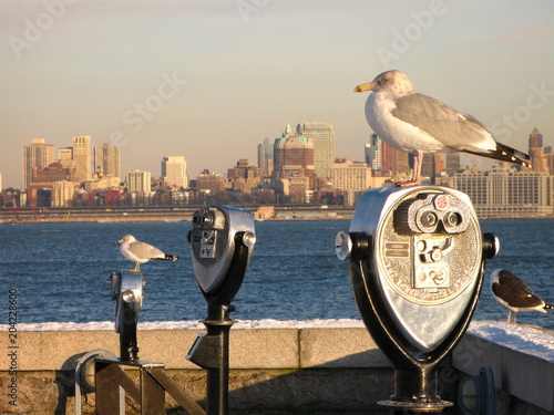 gull and skyline