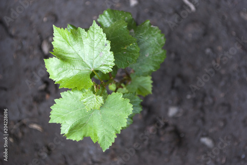 Close up of young grapevines buds.