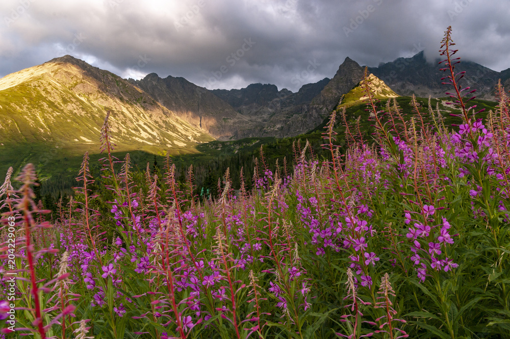 Summer view of the Gasienicowa Valley. Tatra Mountains. Poland.