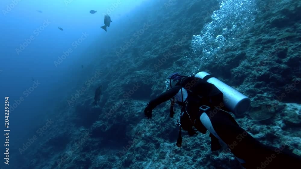 Young beautiful woman scuba diver swims near coral reef and looks at the computer, Indian Ocean, Maldives
Young beautiful woman scuba diver swims near coral reef and looks at the computer, Indian Ocean, Maldives