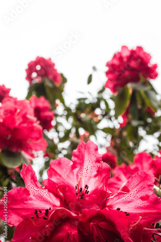 Rhododendrons in Windsor