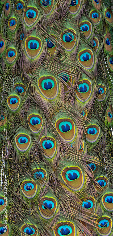 Obraz premium Closeup green peafowl feathers