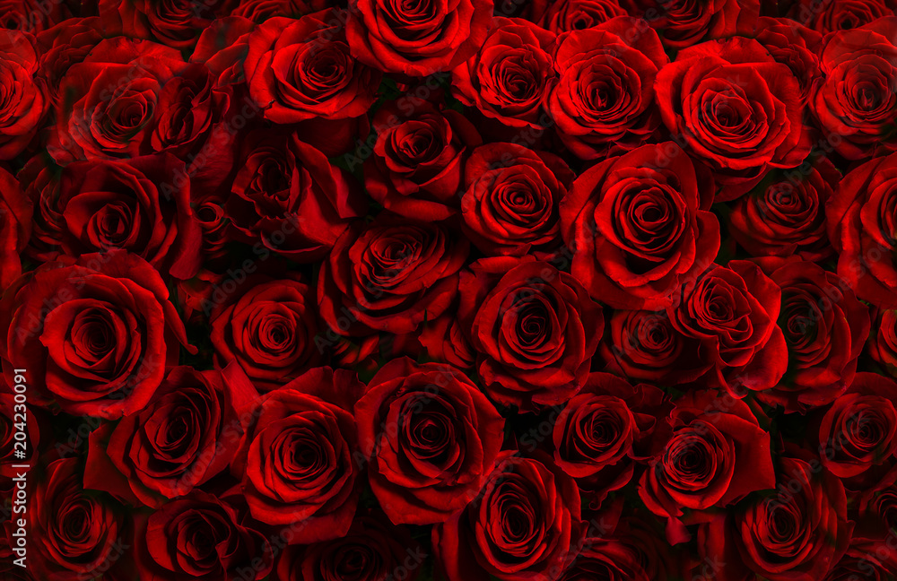 Obraz premium milion świeżych czerwonych róż wyizolowanych na czarnym tle. Kartka z życzeniami z różami