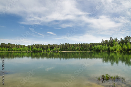 Pond surrounded by forest