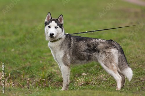 Young grey-white husky in the Park