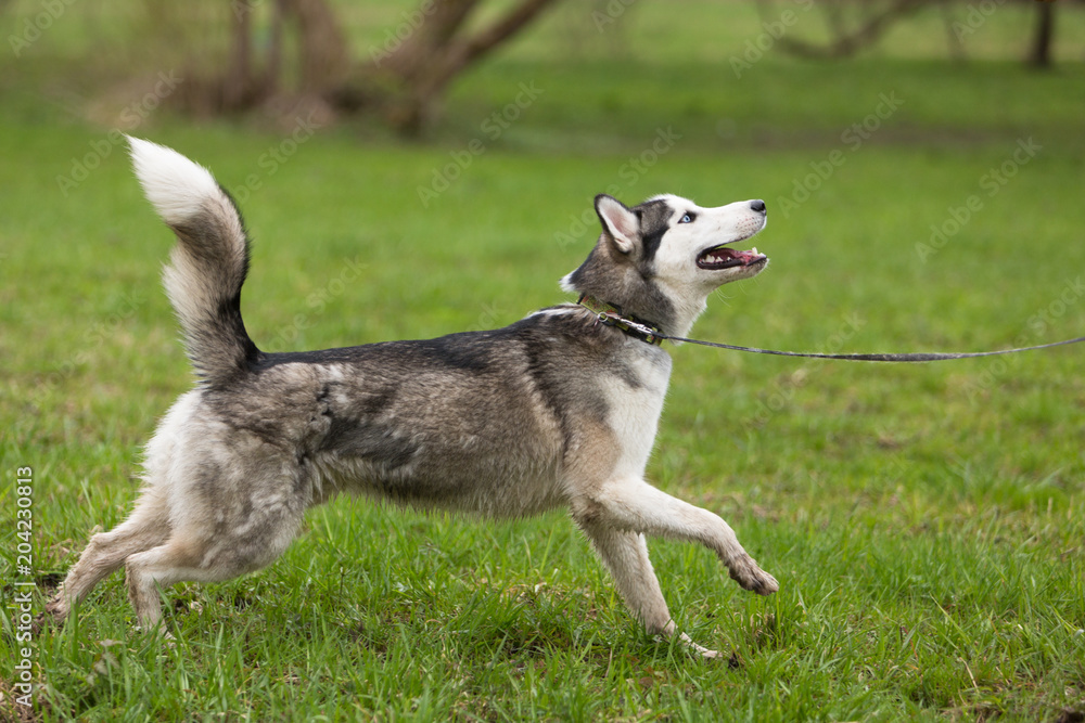 Young grey-white husky runs in the Park