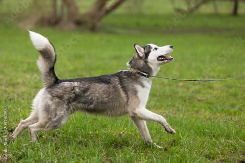 Young grey-white husky runs in the Park