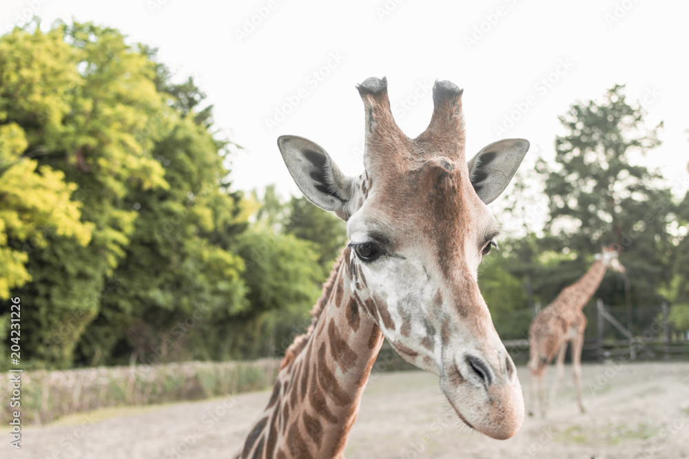 Fototapeta premium giraffe head close-up