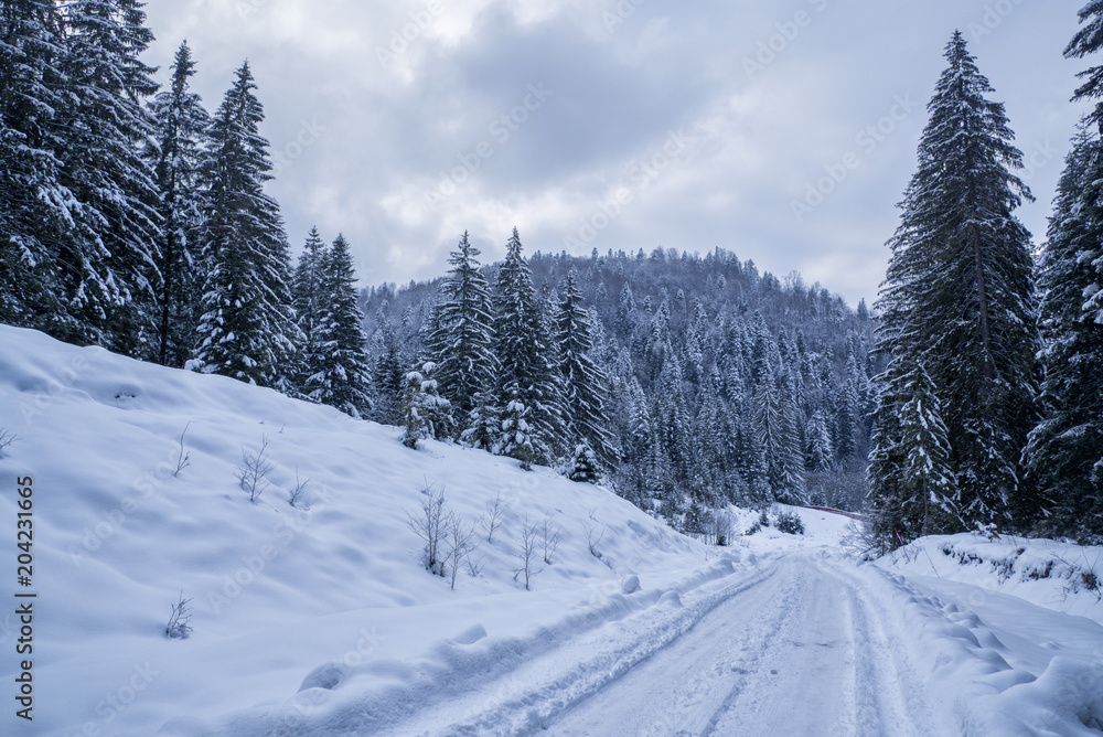 Forest road covered in snow