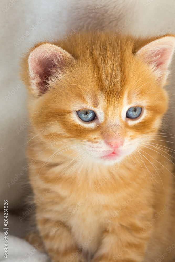 Chaton Chaton