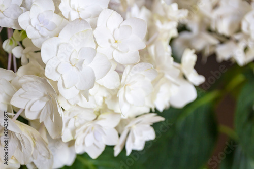 white hydrangea