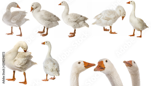 white goose (Anser anser domesticus) isolated on a white background