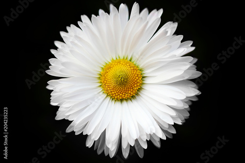 Fototapeta Naklejka Na Ścianę i Meble -  isolated White daisy on black