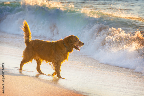 Dog on the beach photo