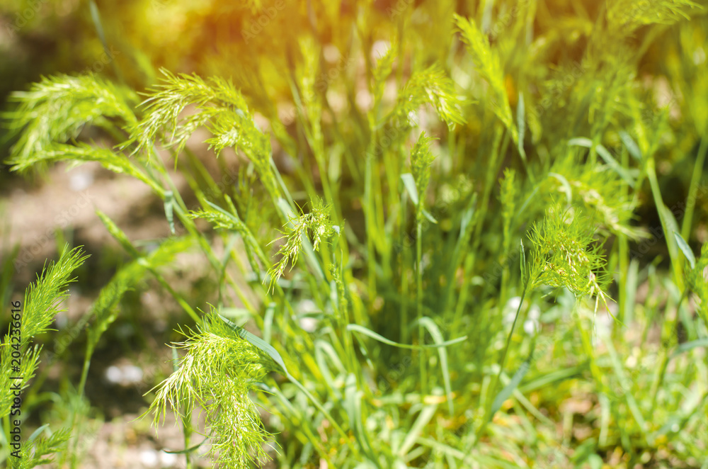 green grass on a sunny day. selective focus. texture of grass. background for design. natural wallpaper. concept of spring green grass on a sunny day. selective focus. texture of grass. background for design. natural wallpaper. concept of spring