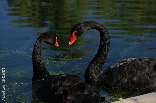 Two black swan