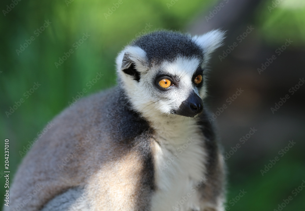 Portrait of a Ring Tailed Lemur Portrait of a Ring Tailed Lemur