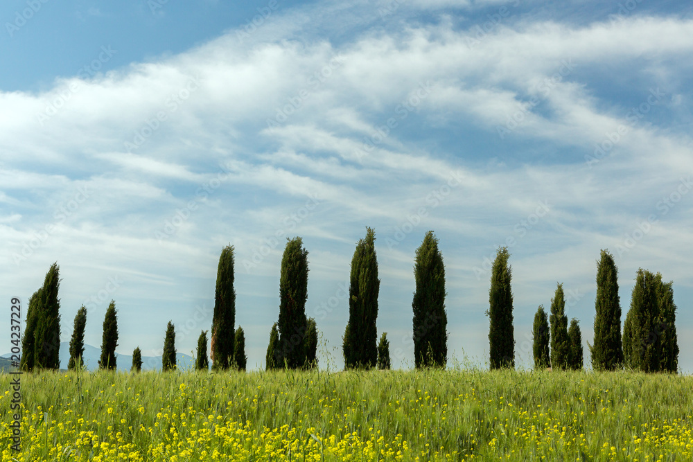 Tuscan circle of cypresses