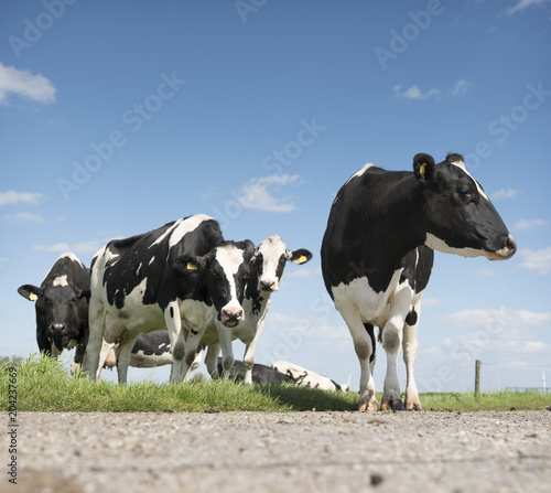 black and white cows in green grassy summer meadow under blue sky near amersfoort in the netherlands © ahavelaar