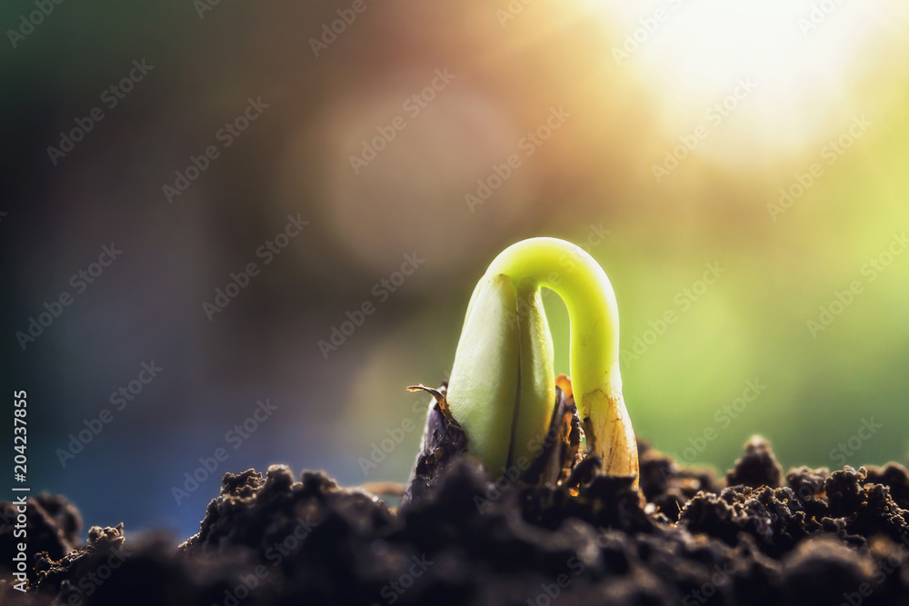 new green sprout growing on soil with sunshine - obrazy, fototapety, plakaty 