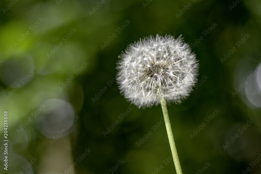 Fototapeta premium Butterblume
