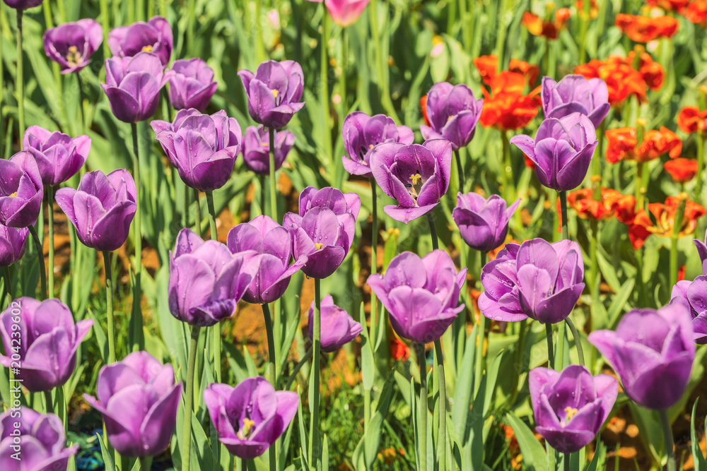 Lilac tulips blooming in the botanical garden. Lilac tulips blooming in the botanical garden.