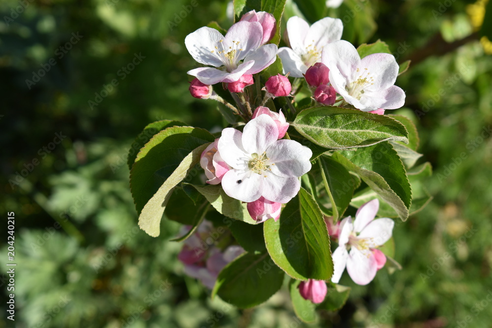 Obraz premium Apfelblüte