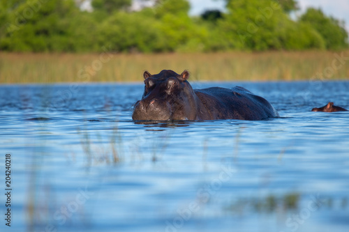 Hippo on the run on land in the Masai Mara National Park in Kenya (Hippopotamus amphibius) 