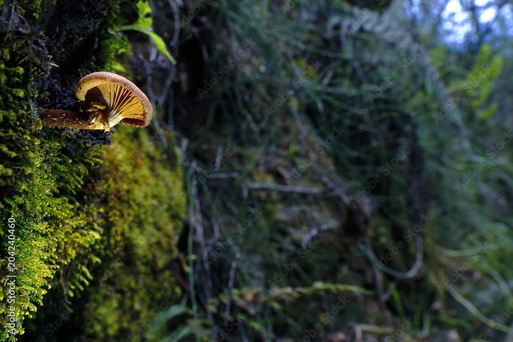 Fototapeta premium Hongo (flammulina velutipes) en el bosque