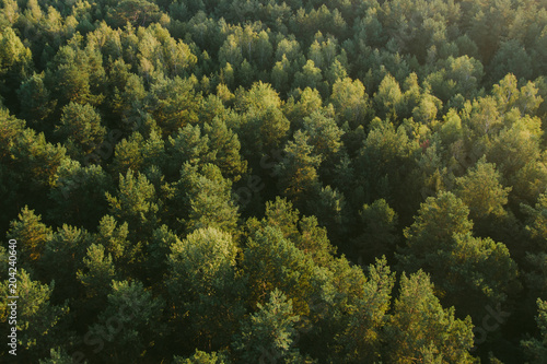 Top view forest during sunrise. Green trees background texture.