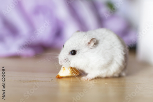 Hamster eating a piece of cheese.