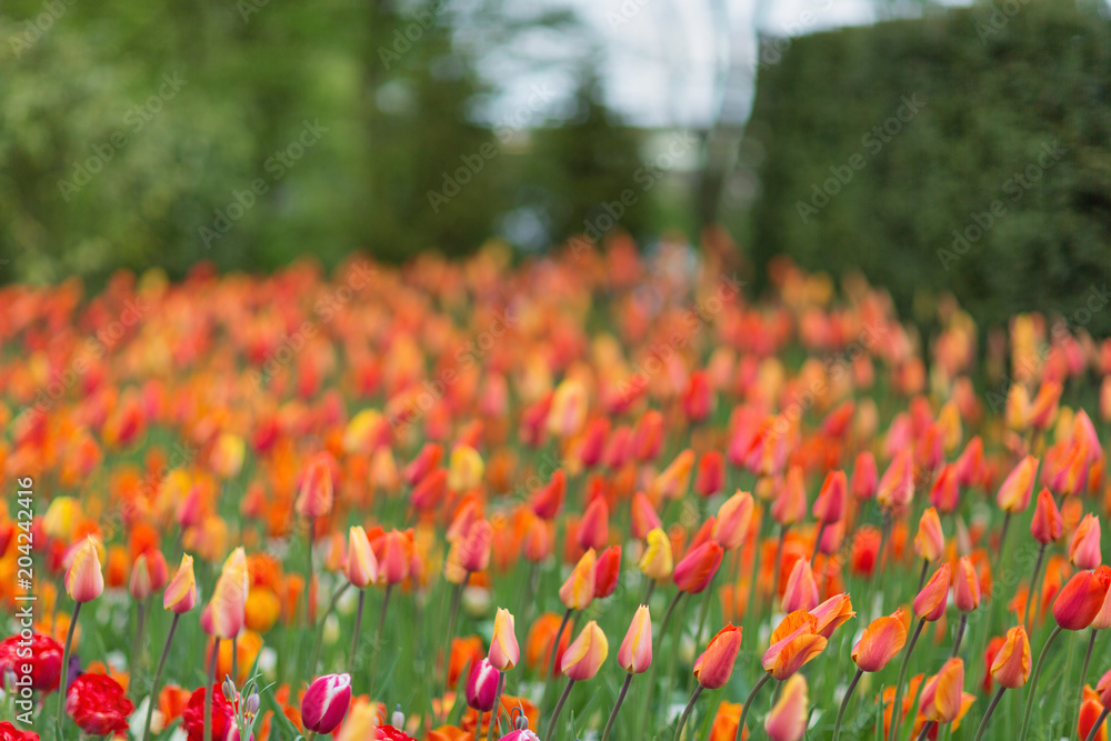 Red and orange tulips in a Keukenhof park background. Blurred picture.