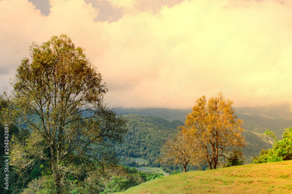 Fototapeta premium Green forest, beautiful natural mountain