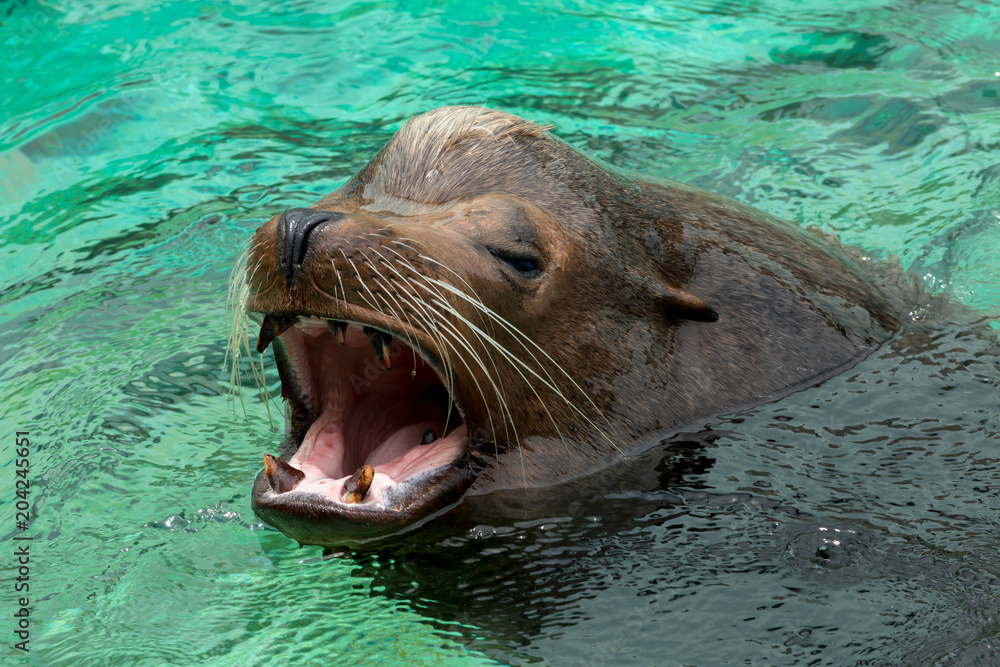 Fototapeta premium Zamknij się samiec lwa morskiego Kalifornii, pływanie i ryk w wodzie