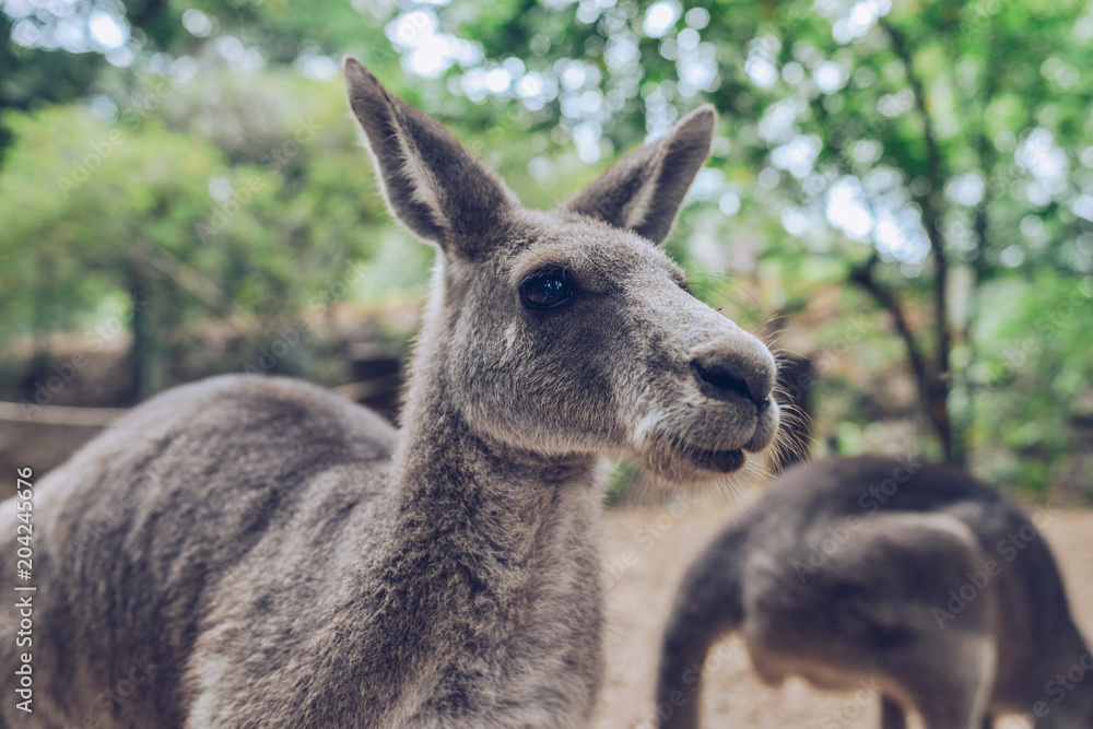 Fototapeta premium Kangaroo at Petting Zoo