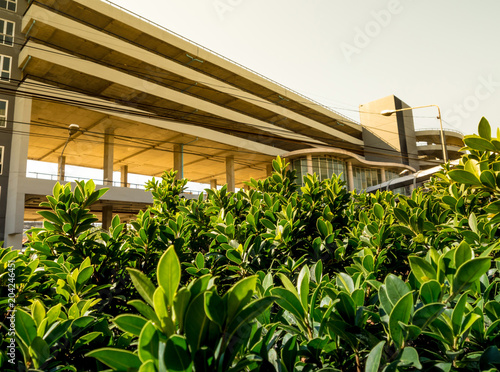 Small bush of banyan tree and the car park building