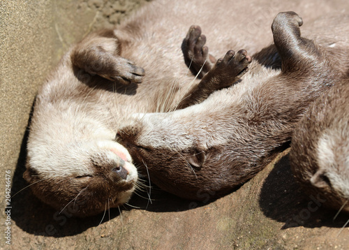 Φωτογραφία Close up of Oriental Short Clawed Otters cuddling and sleeping
