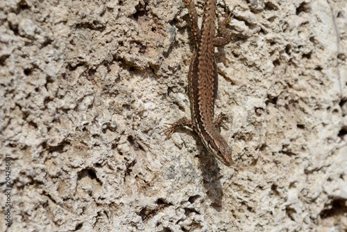 lizard on the wall
