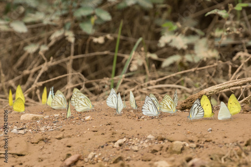 Yellow butterflys on the ground