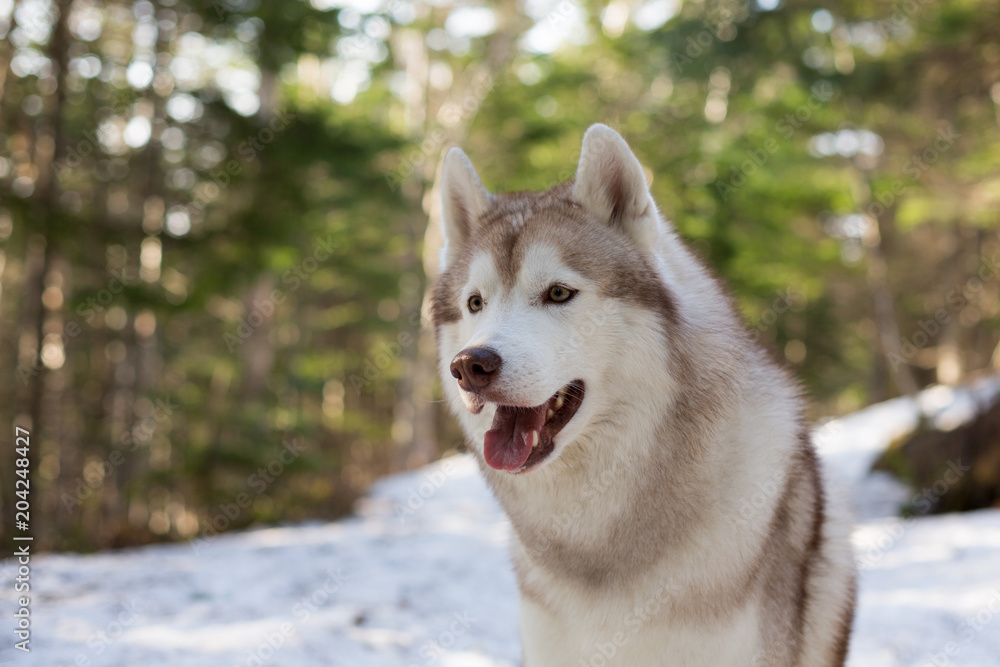 Close-up Portrait of gorgeous Beige and white Siberian Husky dog in spring season. Profile image of waiting lusky looks like a wolf in the forest Close-up Portrait of gorgeous Beige and white Siberian Husky dog in spring season. Profile image of waiting lusky looks like a wolf in the forest