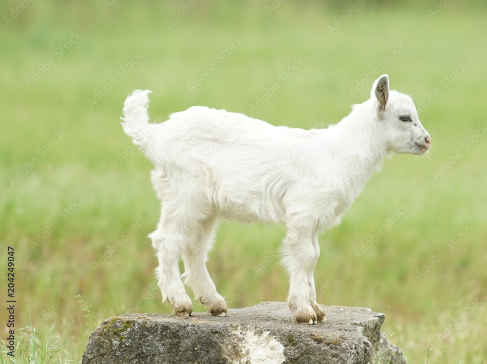 white young goat stands on a rock white young goat stands on a rock