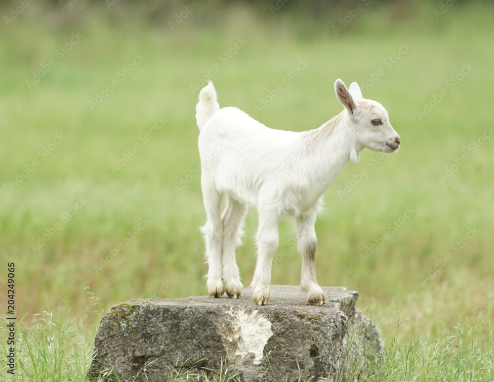 Fototapeta premium white young goat stands on a rock