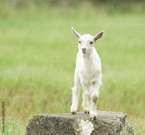 white young goat stands on a rock